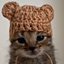Momento fofura: Tutora faz gorros personalizados para filhotes de gatinho\u003B assista