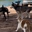 Husky siberiano protetor salva gato de confronto com outro cão\u003B assista