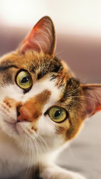 Confira os 5 nomes mais populares de gatos inspirados em filmes