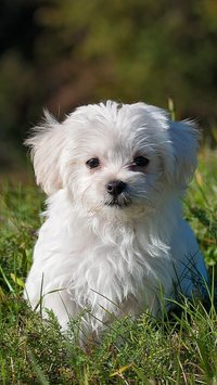 Raças de cachorro branco: Confira cinco tipos com essa cor