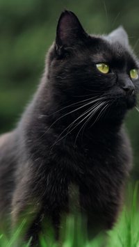 Confira ideias de nomes para gatos pretos