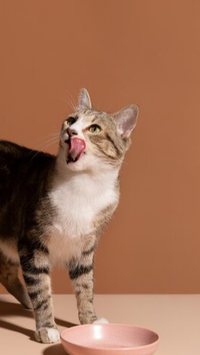 Intolerantes à lactose! Você sabia que gato não pode beber leite?