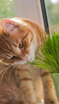 Confira 5 plantas que o seu gato NÃO pode comer
