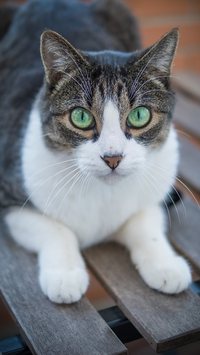 "Doença de gato": saiba como prevenir e tratar
