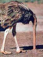 Por que a avestruz esconde a cabeça debaixo da terra?