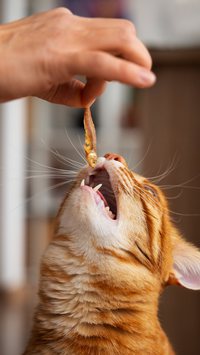Os 5 cheiros que os gatos amam sentir