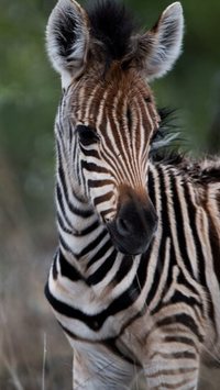 Por que a zebra tem listras brancas e pretas?