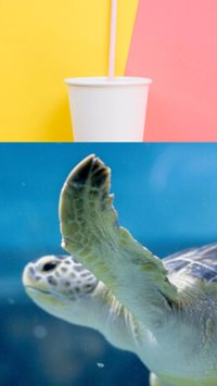 Será que os canudos de papel vão salvar as tartarugas?
