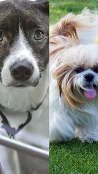 Vira-lata ou cão de raça: qual adotar?