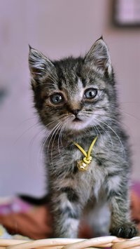 5 raças de gatos mais fofos do mundo