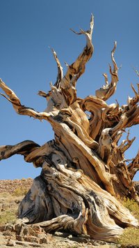 Conheça a árvore mais velha do mundo