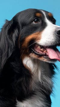 Veja as 6 raças de cachorros mais caros do mundo