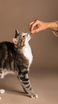 Confira 5 dicas de como dar remédio para o seu gato