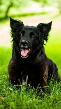 Raças de cachorro preto: Confira sete tipos com essa cor