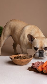 Faz mal filhote de cachorro comer frutas e legumes?